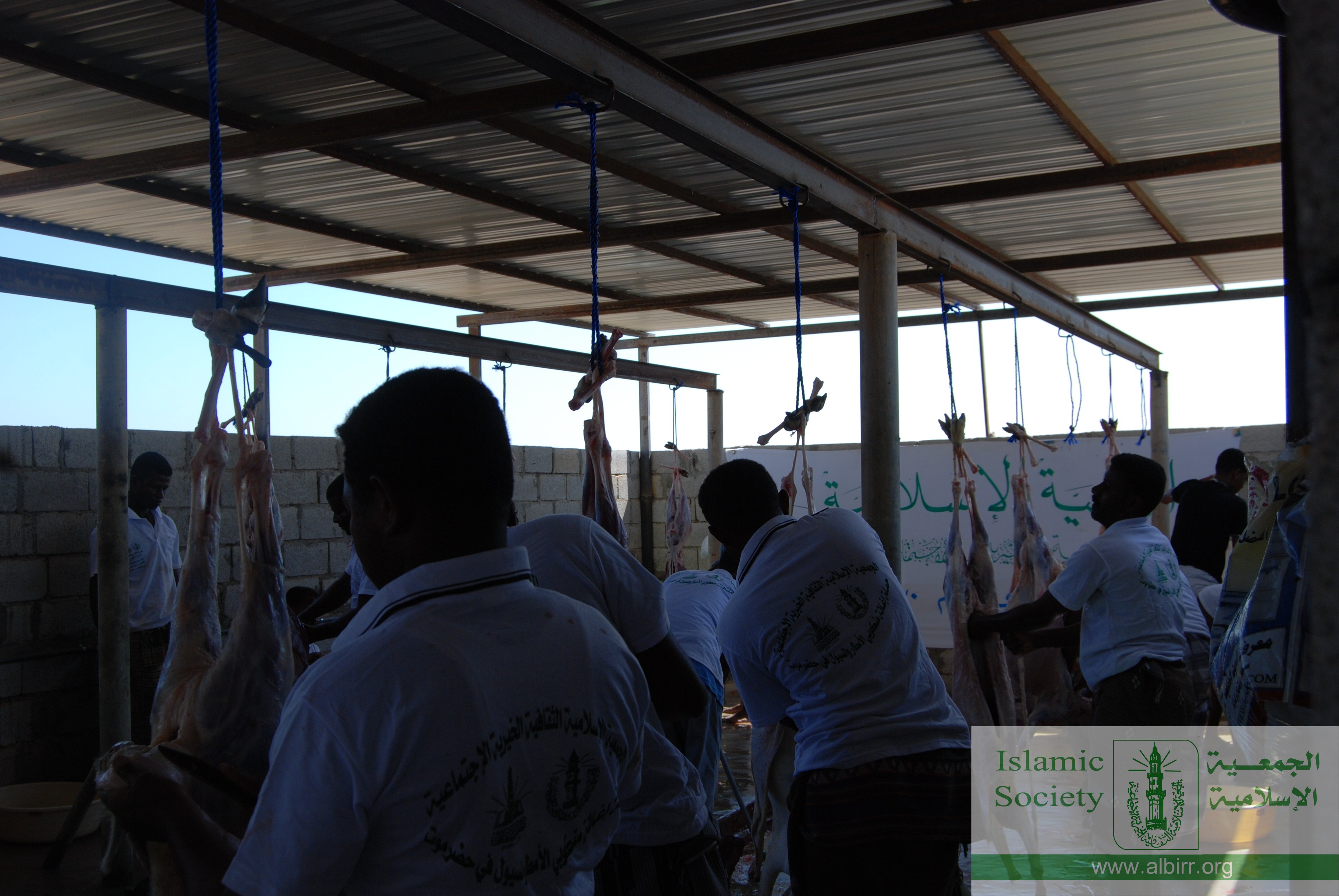 اضاحي 1430 (17)