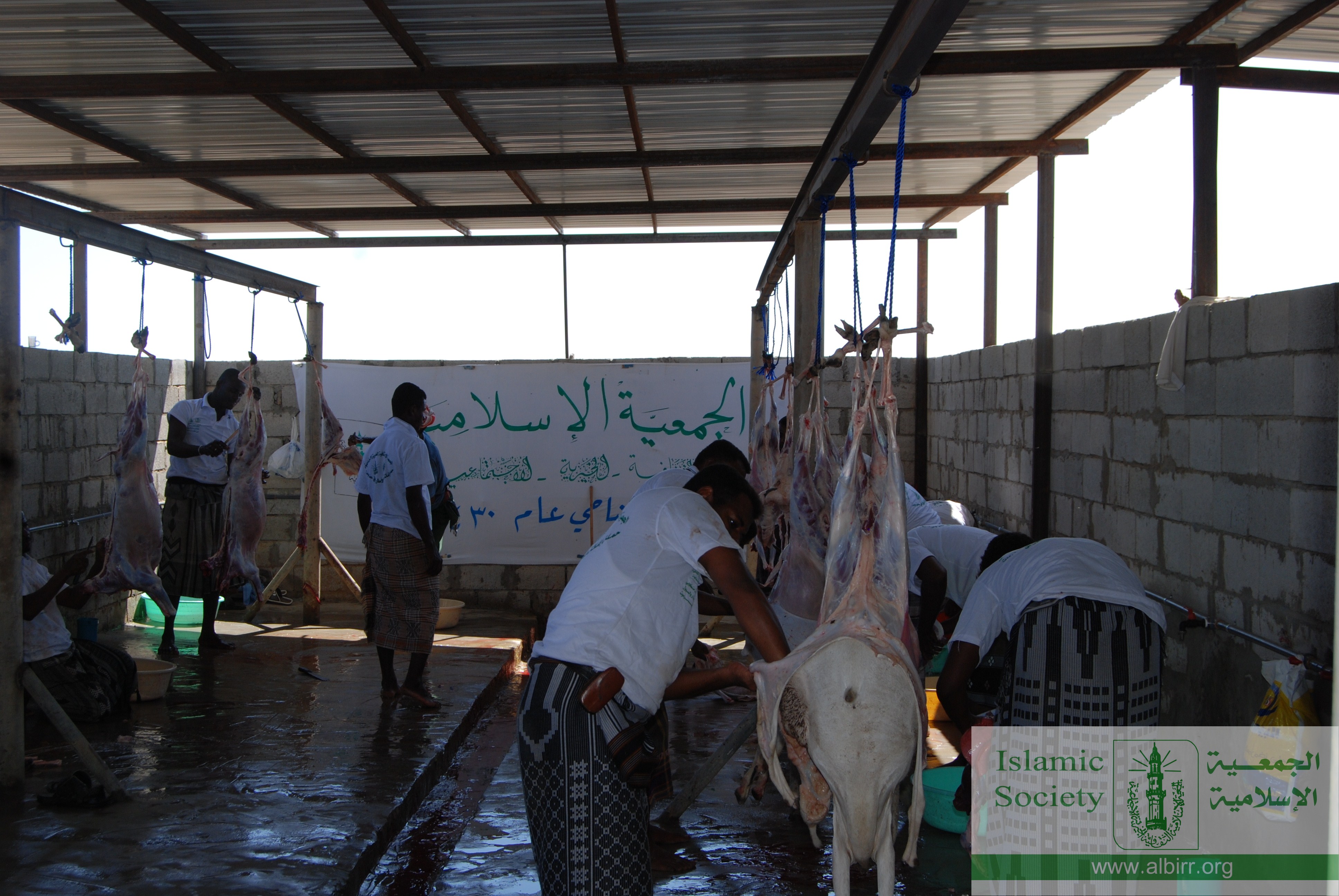 اضاحي 1430 (20)