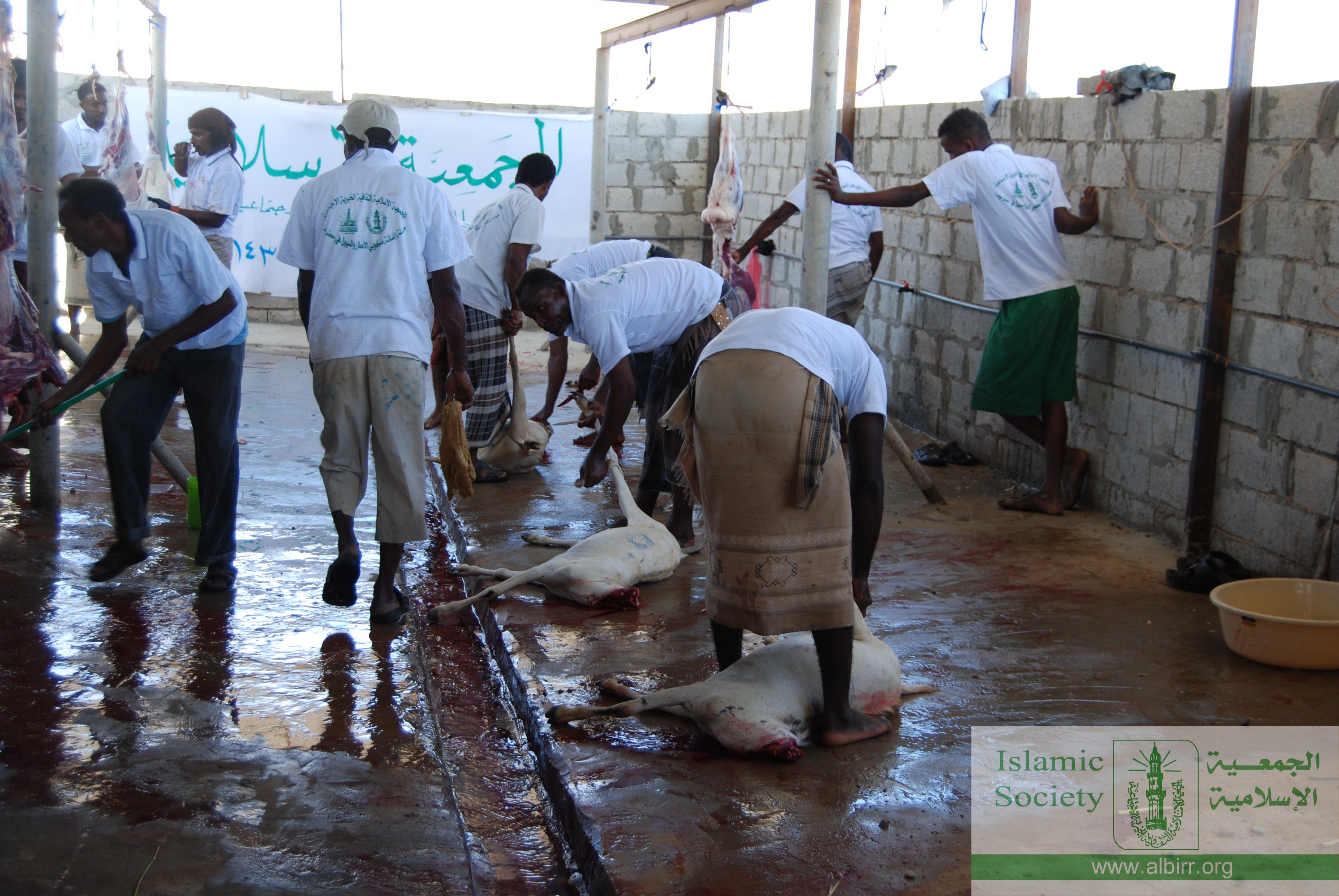 اضاحي 1430 (19)