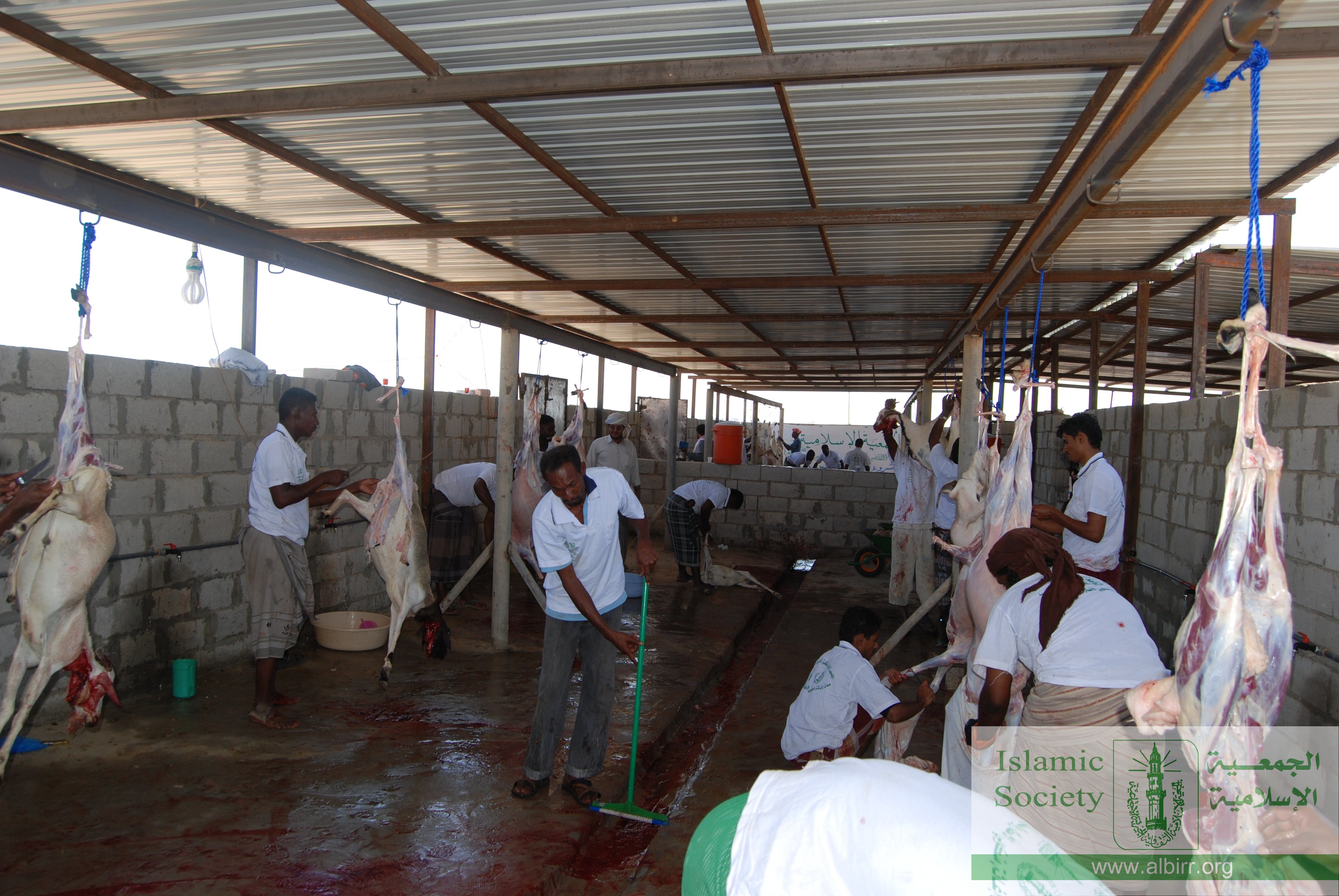 اضاحي 1430 (13)