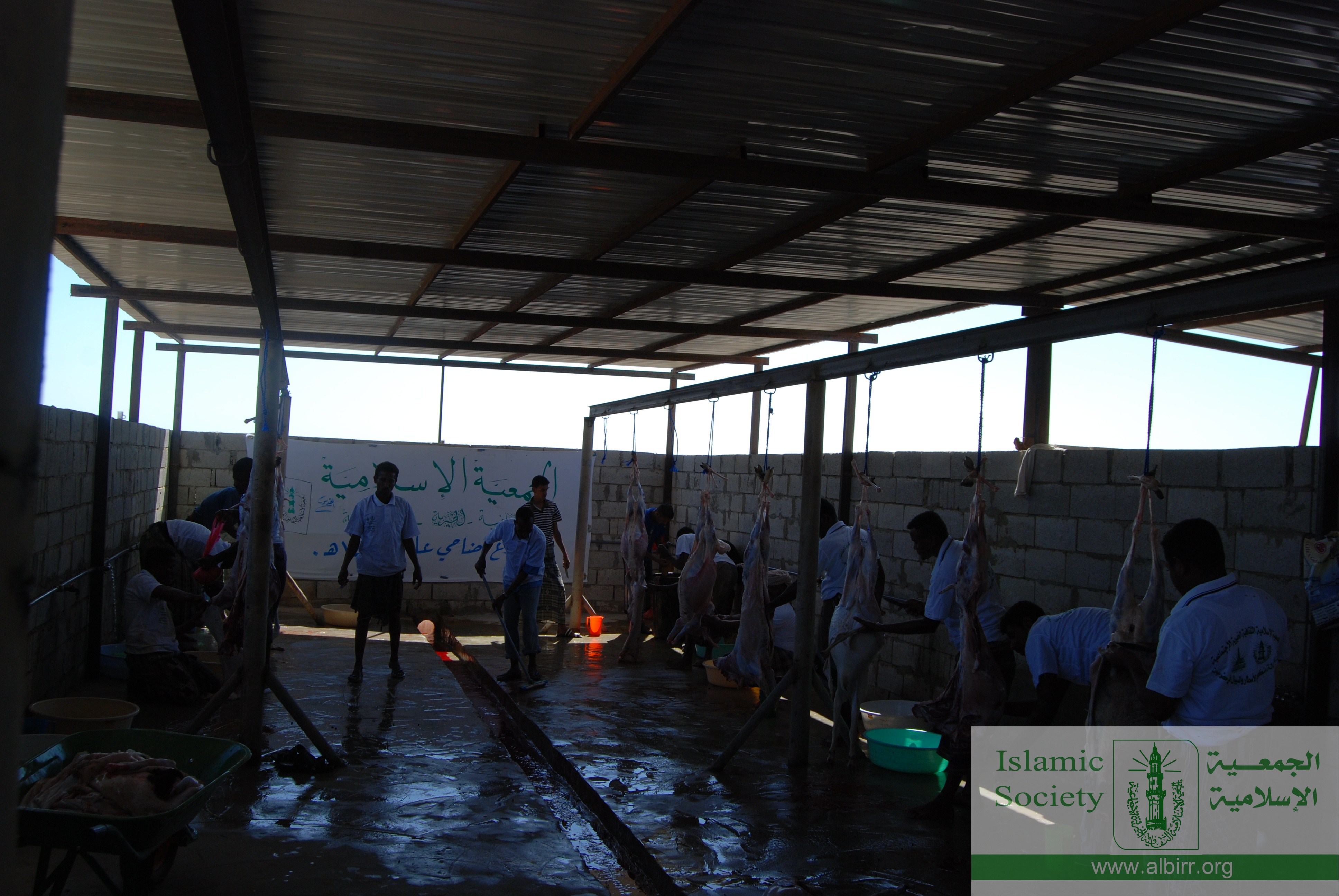 اضاحي 1430 (18)