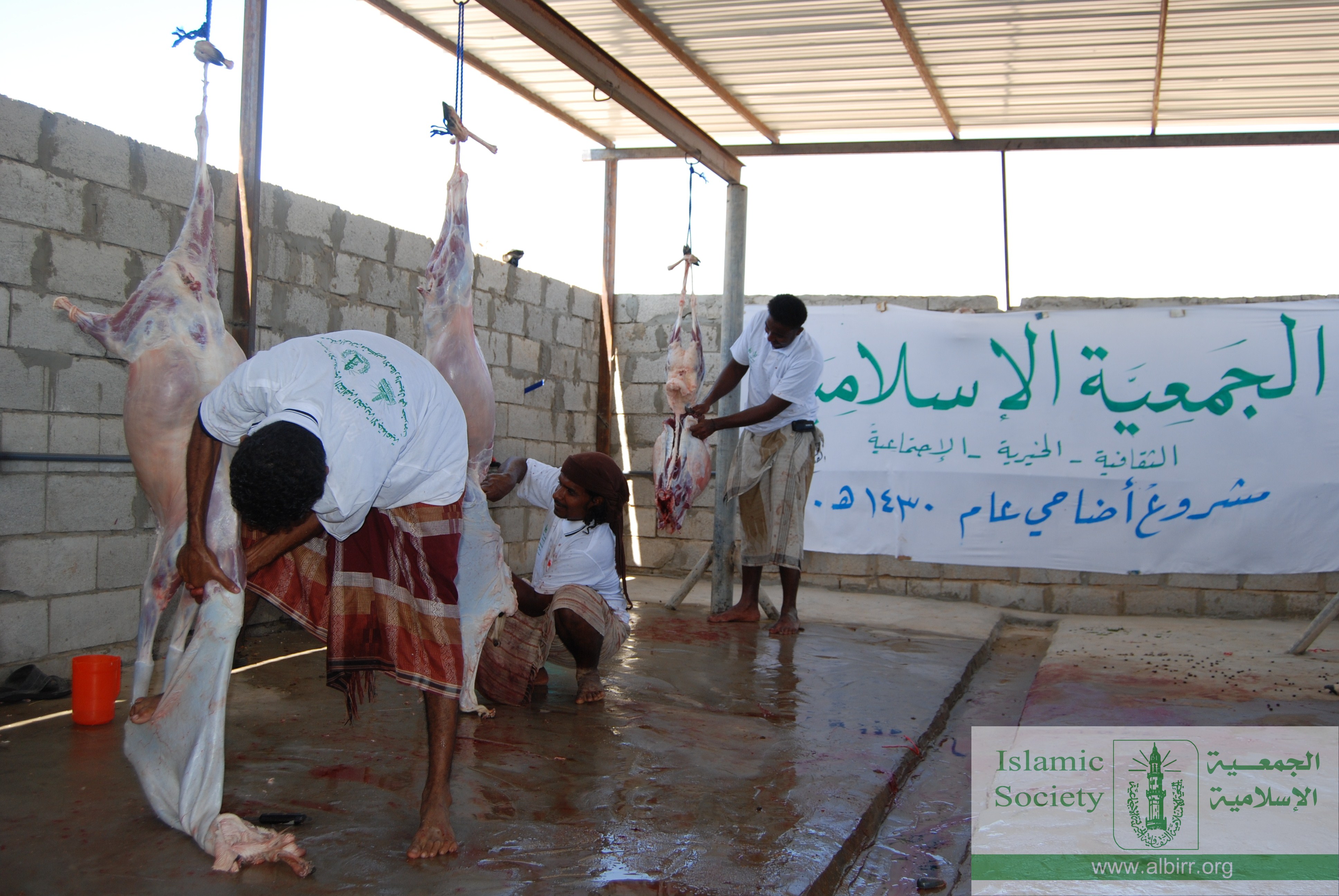 اضاحي 1430 (11)