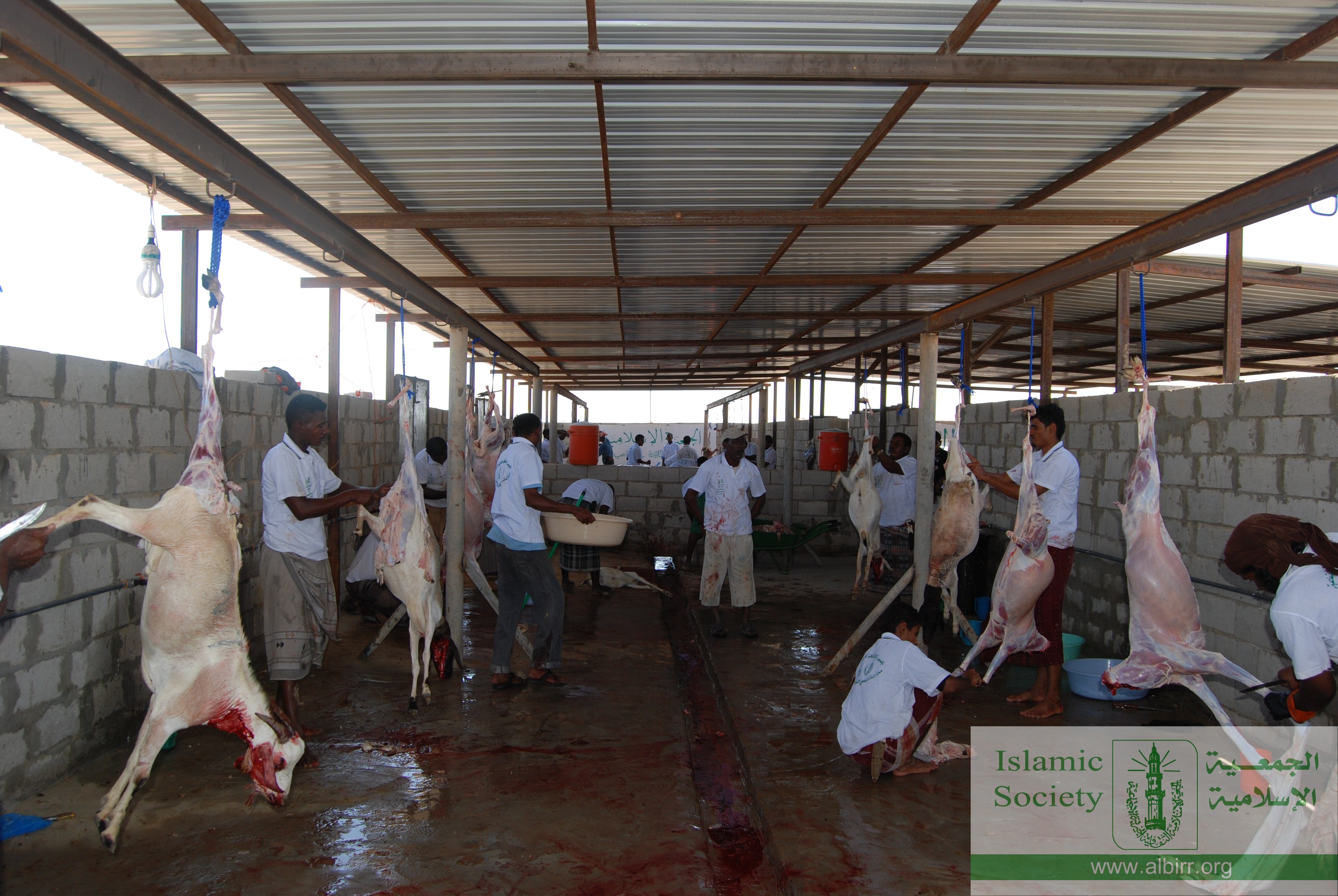 اضاحي 1430 (14)