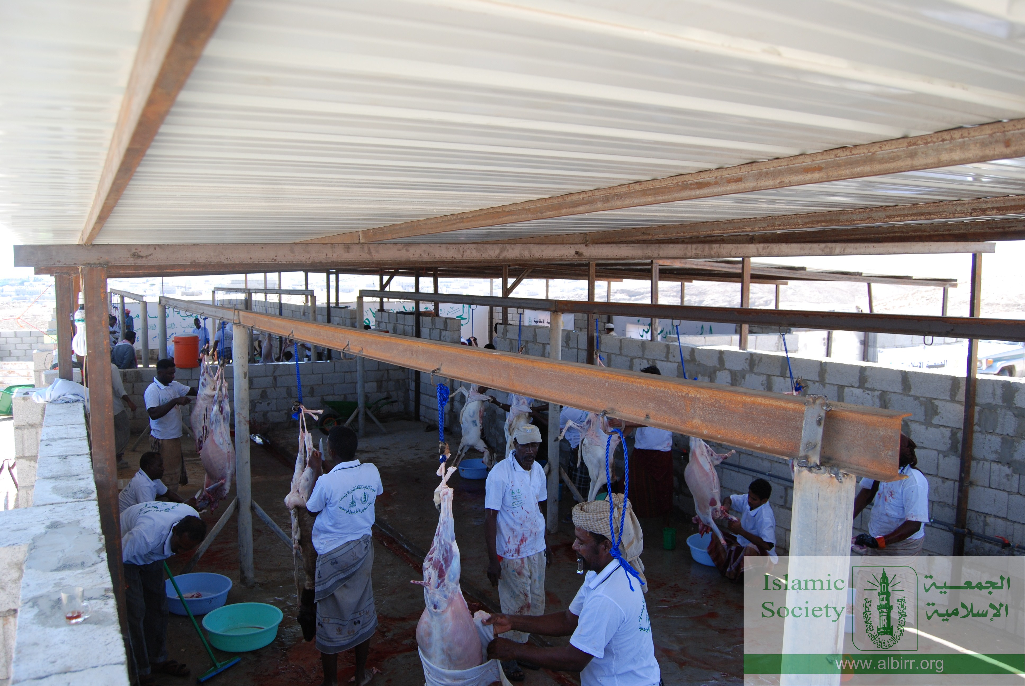 اضاحي 1430 (16)