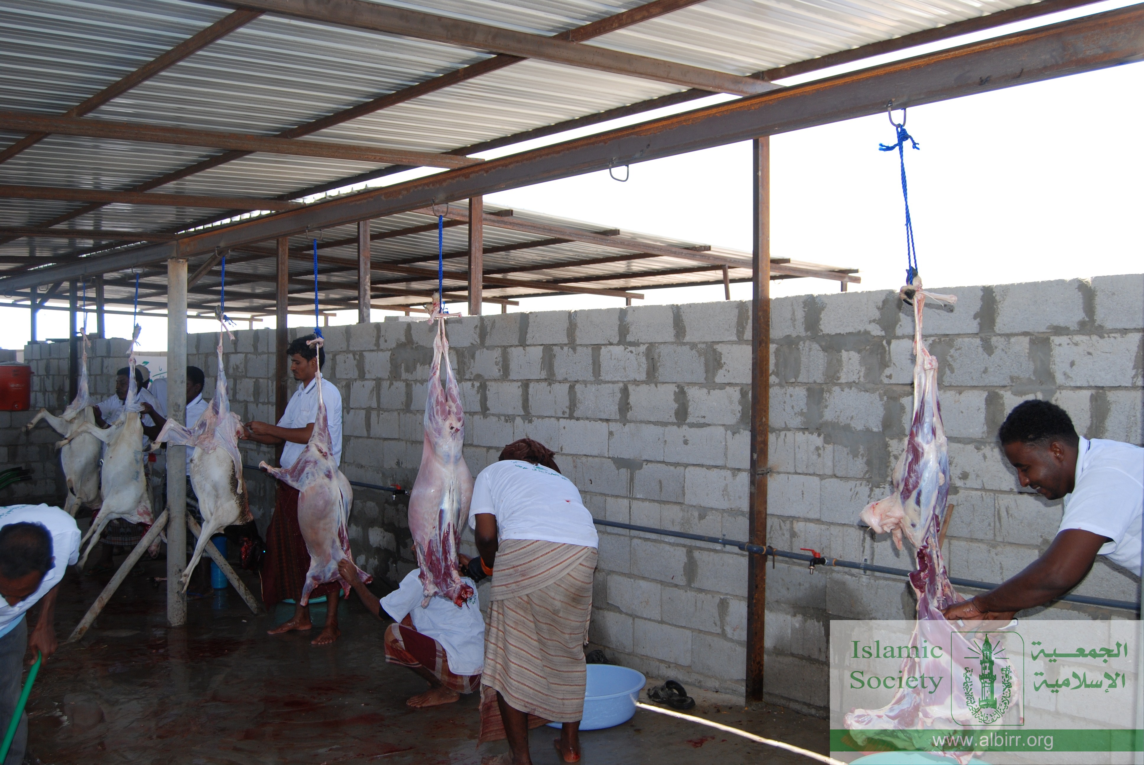 اضاحي 1430 (15)