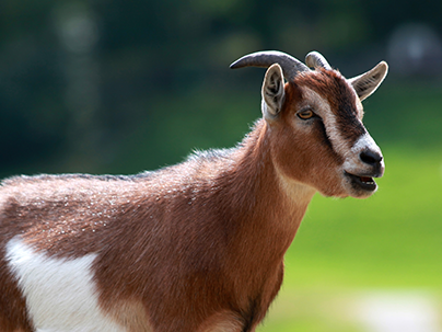 Card image أضاحي الأيتام