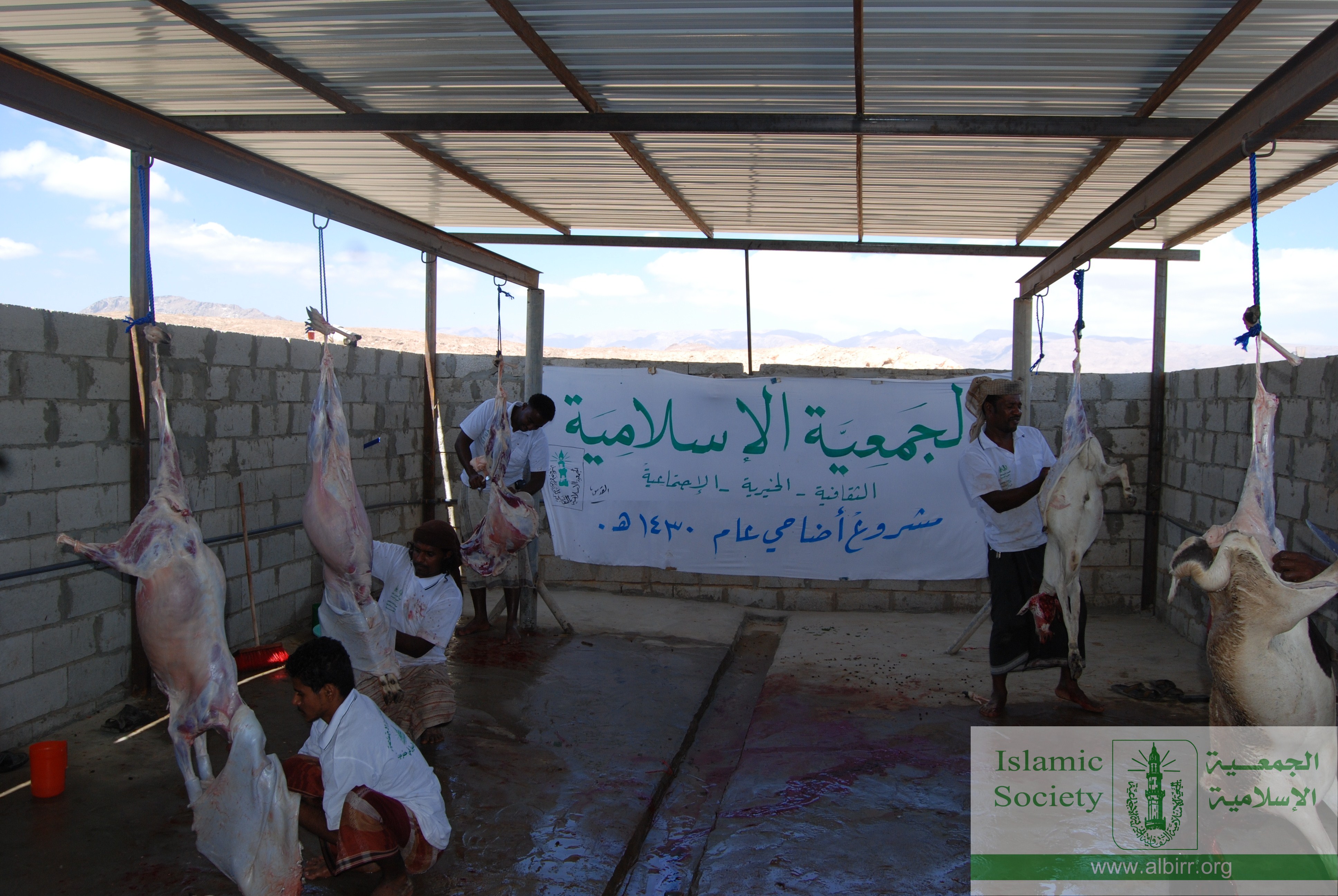 اضاحي 1430 (10)