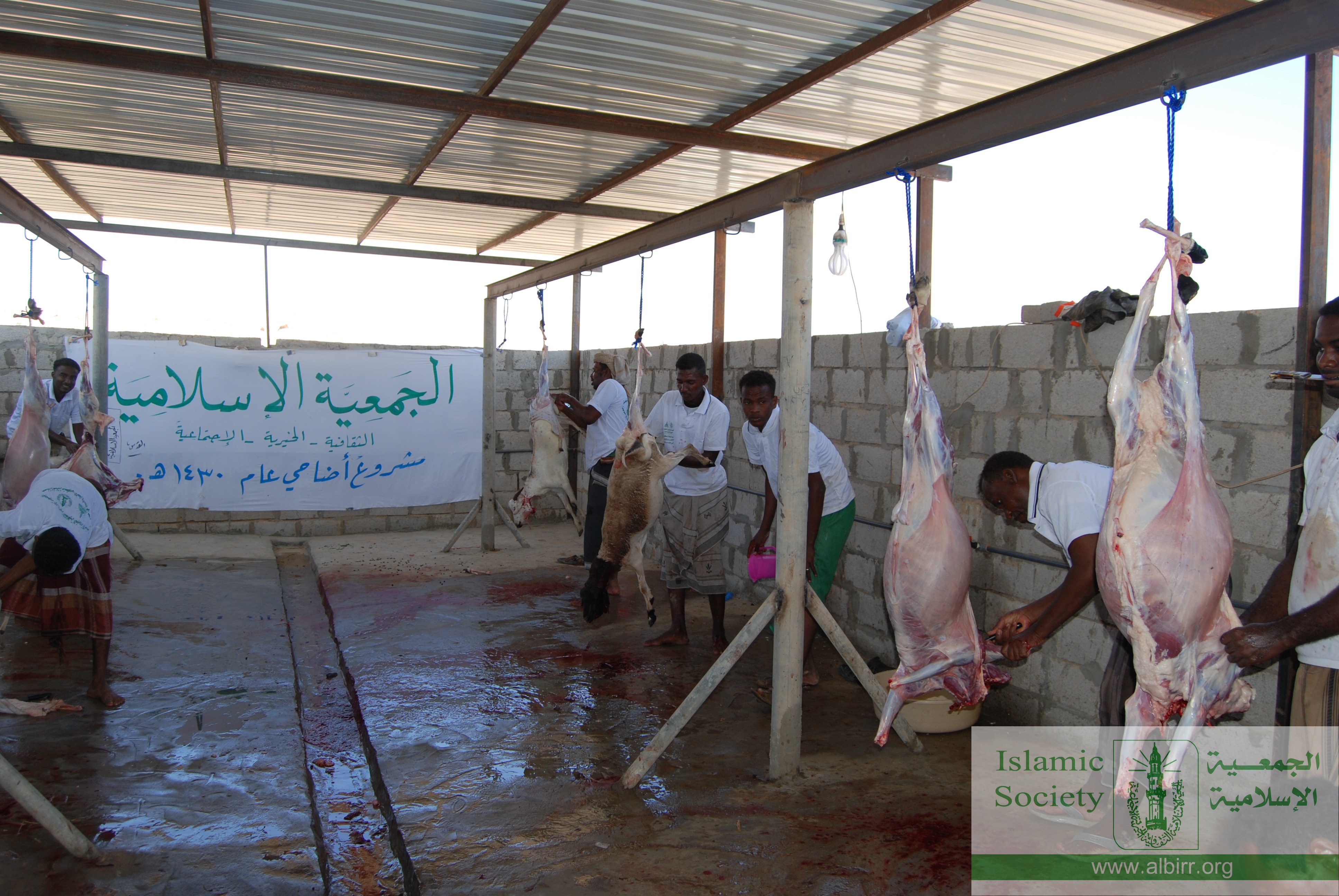 اضاحي 1430 (12)